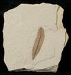 Fossil Caesalpinia Leaf - Green River Formation #16321-1